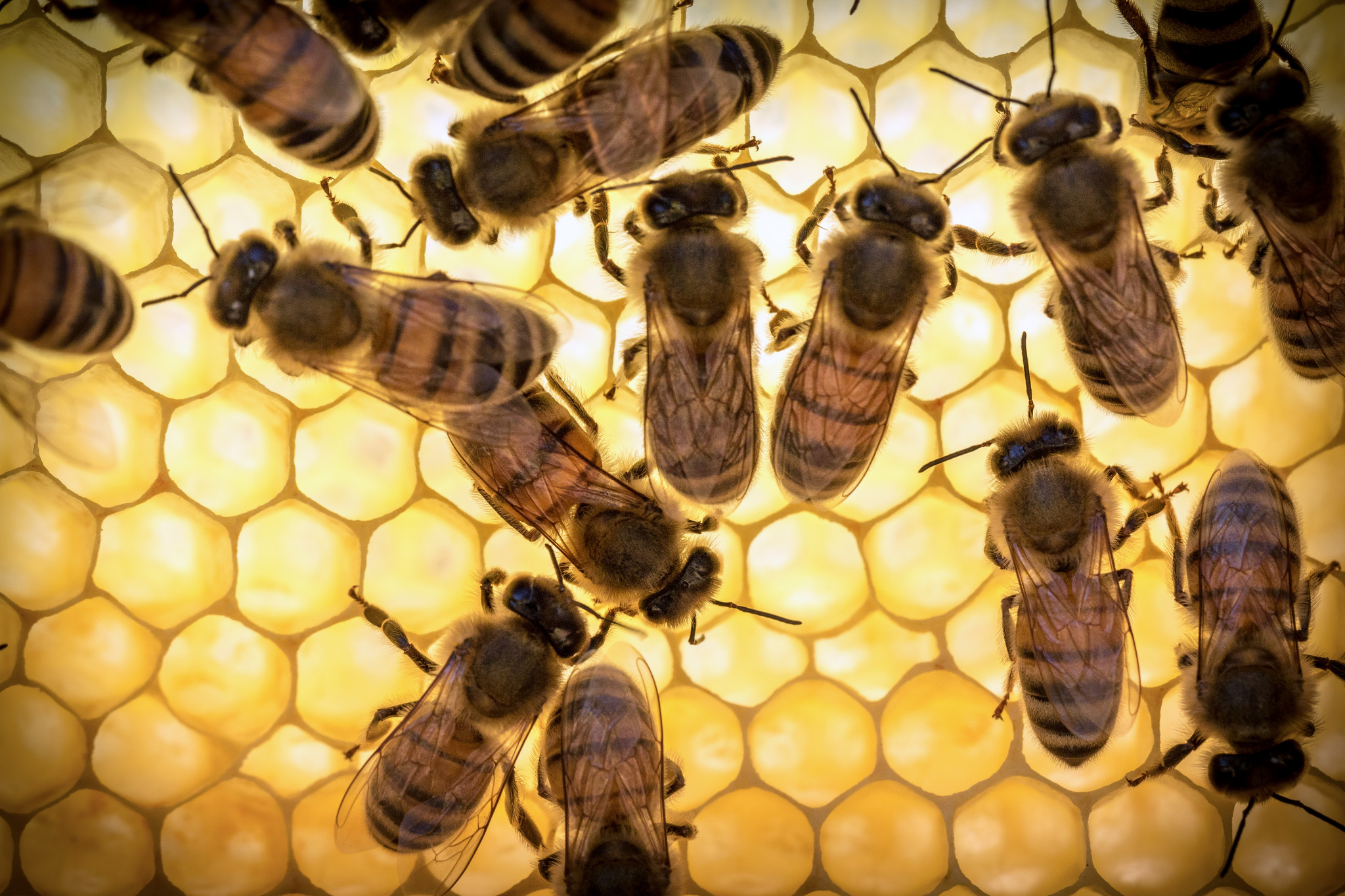 La pappa reale d'api non è raccomandata per l'uso notturno, poiché sotto la sua influenza aumenta l'attività nervosa e l'insonnia possibile