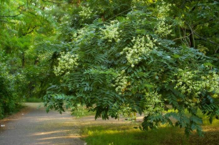 Sophora è chiamato il miracolo giapponese, un albero di cento malattie