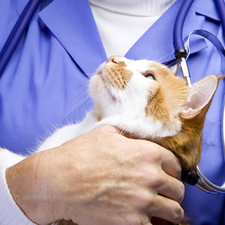 Признаки болезни сердечного червя у кошек могут быть очень тонкими или очень существенными
