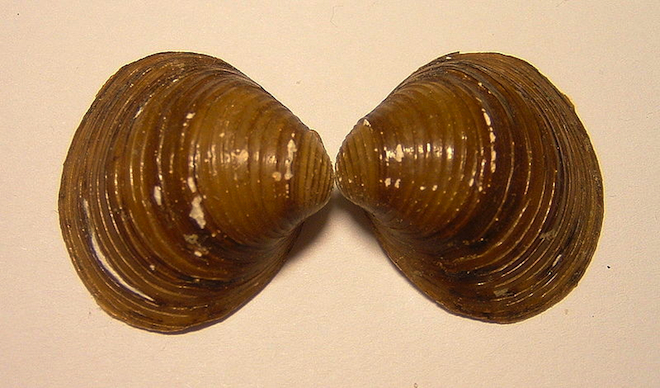 Среди звериных сексуальных практик животного мира выделяются моллюски Corbicula