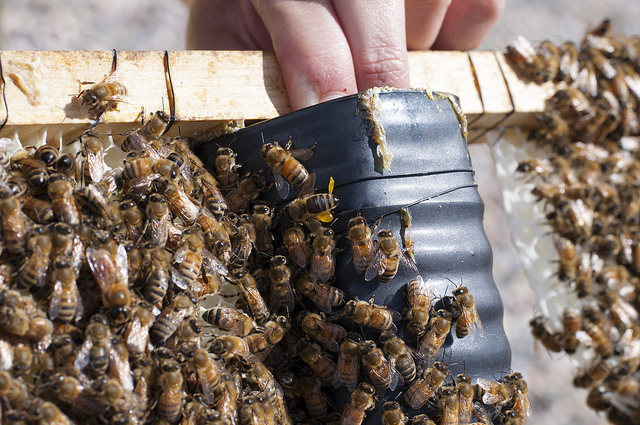 Все продукты пчеловодства, то любимый многими мед, незаменим в натуральной косметологии   пчелиный воск   Или золотистая перга (пыльца растений, собранная пчелами), обладают спектром лечебных свойств, которые известны уже не одно столетие и с успехом применяются в медицине