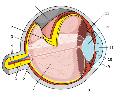 Стеклообразное тело   это желеобразная, прозрачная, бескровная структура, которая заполняет   задний отсек   глазное яблоко