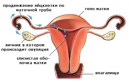 Шанси завагітніти після менструації
